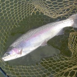 大安トラウトレイク 釣果